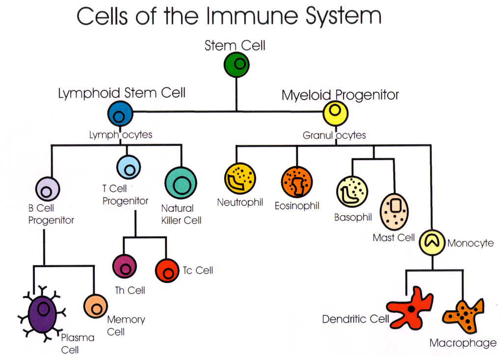 pranzatelli-immune-htm